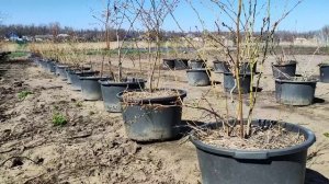 ‼️Почему мы выращиваем голубику в контейнерах‼️