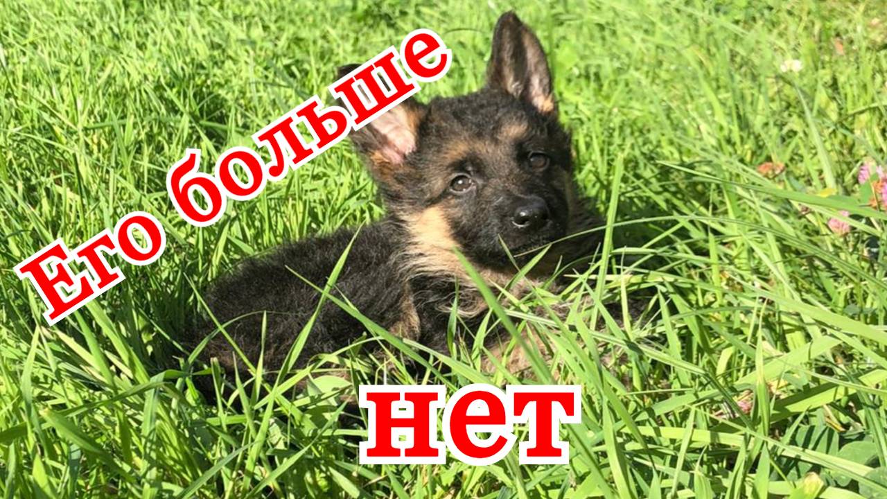 Парвовирус или энтерит что это такое и как лечить у собак. Немецкая овчарка щенок друг человека. смотреть онлайн