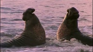 Морской слон Элвис