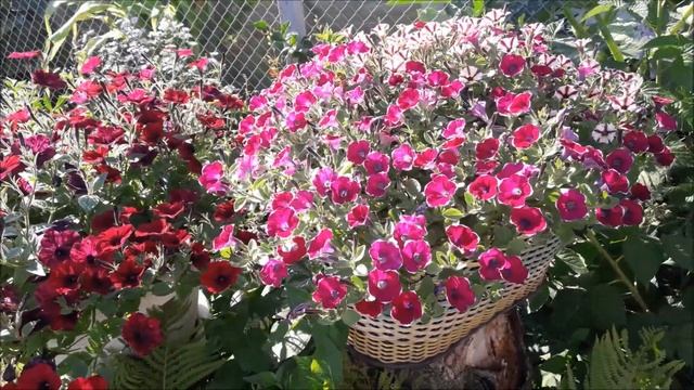 Петуния сорт Каскадиас Рим Чанти/Petunia 'Cascadias Rim Chianti/Петуния Каскадиас Рим Кьянти смотреть онлайн