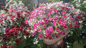 Петуния сорт Каскадиас Рим Чанти/Petunia 'Cascadias Rim Chianti/Петуния Каскадиас Рим Кьянти