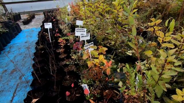 Бизнес на шишках, купили саженцы яблони, смотрим как выращивают сосны! смотреть онлайн