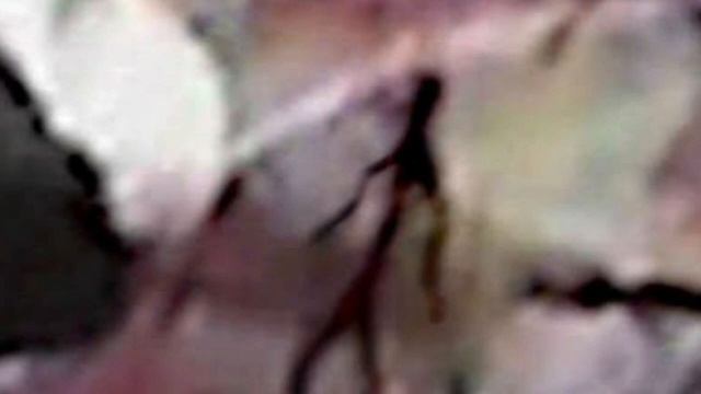 кто такой палочник его история смотреть онлайн