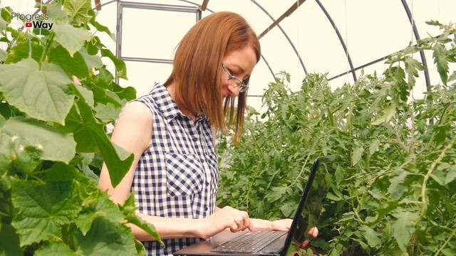 Томаты Завалют Урожаем, Подкормите Этим Во Время Цветения! смотреть онлайн