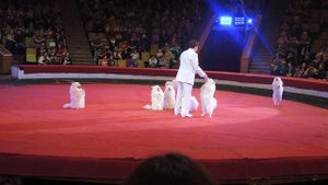 Цирк, номер с собаками. The circus room with the dogs.