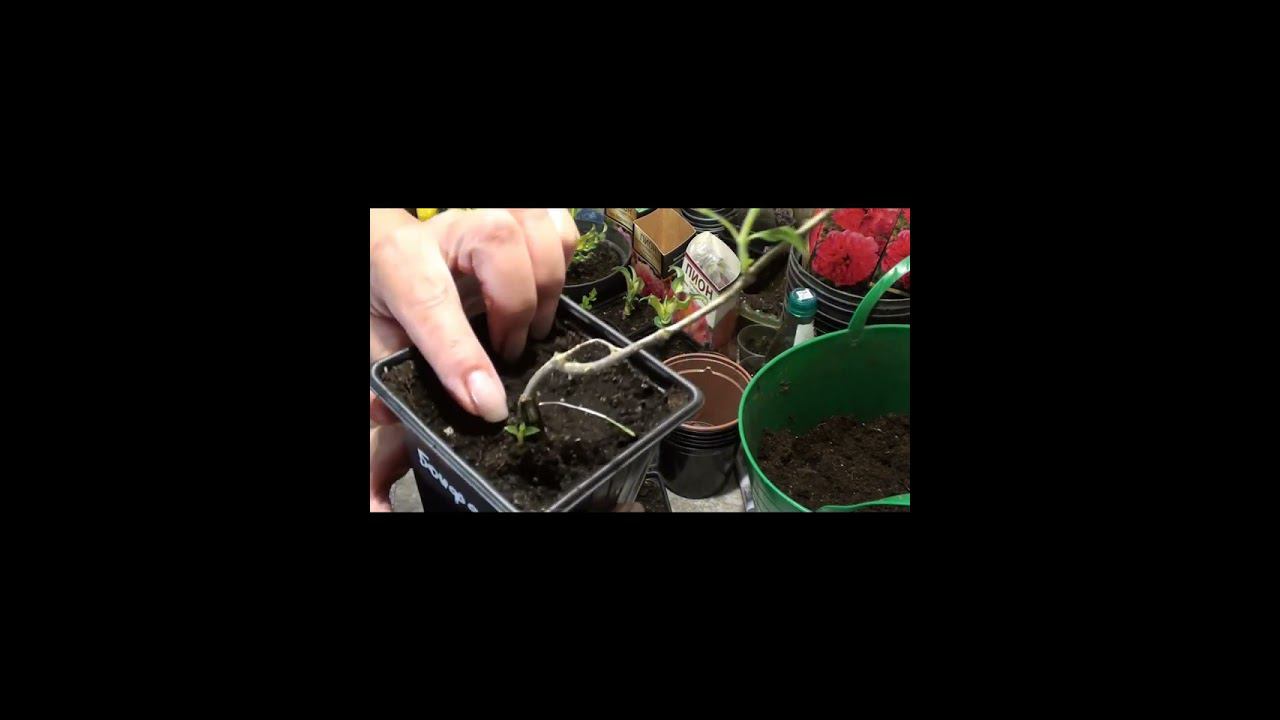 Формируем метельчатую гортензию с первого года жизни. И немного о хостах. смотреть онлайн