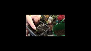 Формируем метельчатую гортензию с первого года жизни. И немного о хостах.