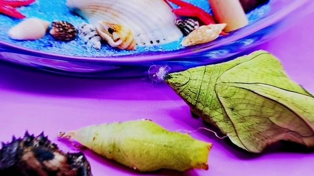 Наборы с куколками