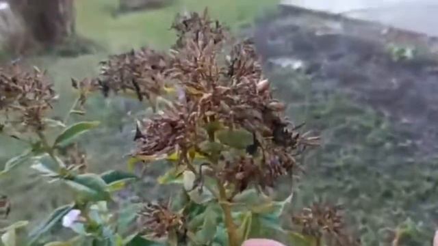 СОБИРАЕМ СЕМЕНА ФЛОКСОВ смотреть онлайн