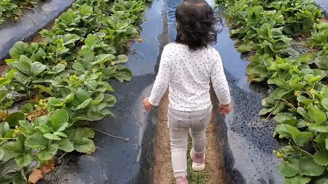 Australian Cherry തോട്ടം смотреть онлайн