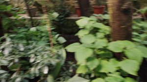 2 часть. Уфимский научный центр Ботанический сад-институт 20 мая 2024 оранжерея с растениями