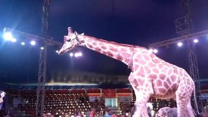 Страус нападает на дрессировщика. Цирк Кобзов!!! ЖИРАФ и СТРАУС Последнее выступление с животными!