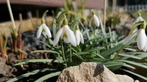 Галантусы раскрыты, видеопортрет  апрель 2022