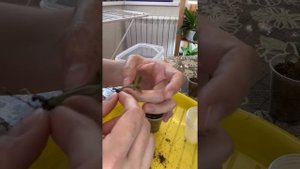 Адениум- от посева до пикировки один месяц.