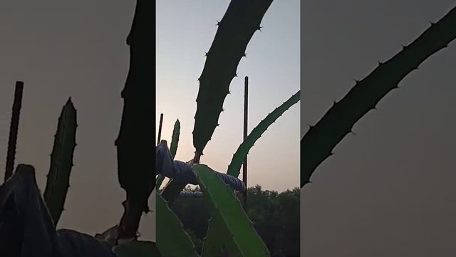 Dragon tree in the roof top.