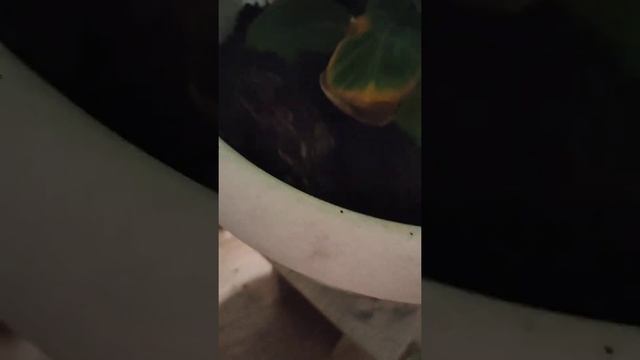 Обзор банан плодоносящий отросток от банана плодоносящего из лимонария смотреть онлайн