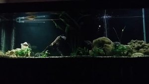 Арована Фронтоза Бурунди Бирюзовая Акара Алунокара Орхидея