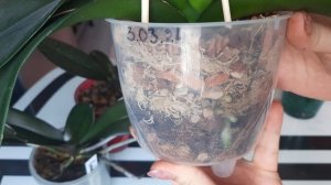 Посадки для наращивания корней орхидеям