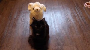 ДРЕССИРОВКА КОШКИ. Команды Сидеть Лежать. Учим кошку КОМАНДАМ