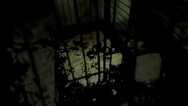 Настя показывает своиво хорька имя Соня смотреть онлайн