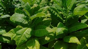 Tennessee TN-90( Берли ТН 90)