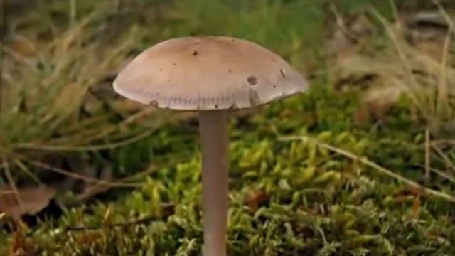 Mycena rosea Helmovka narůžovělá смотреть онлайн