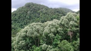 Beauty of Sri Lanka - Sinharaja Forest Reserve