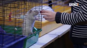 Какого питомца подарить ребёнку