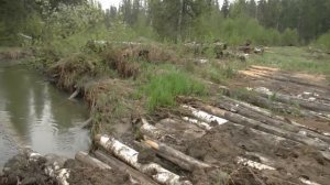 Таёжные изыскания...#336