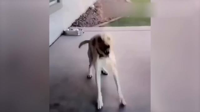 Приколы с котами! СМЕШНЫЕ КОТЫ И СОБАКИ! С озвучкой! Смешные животные! смотреть онлайн