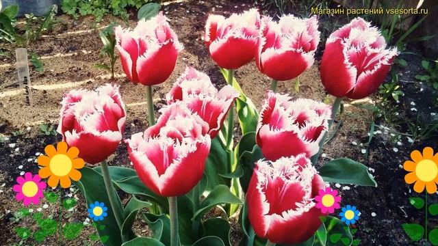 Тюльпан бахромчатый Нью Санта. Краткий обзор, описание характеристик, где купить луковицы New santa смотреть онлайн