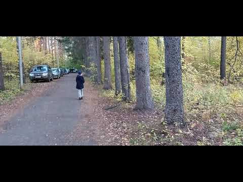 Осень золотая | Autumn golden
