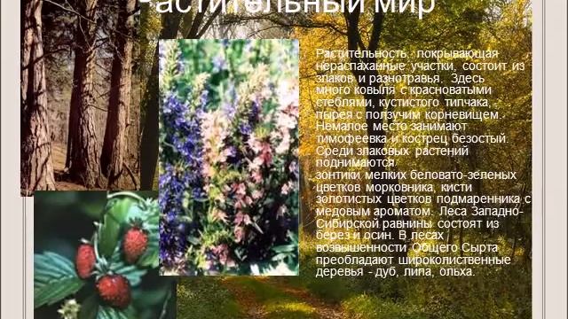 Природная зона лесостепь