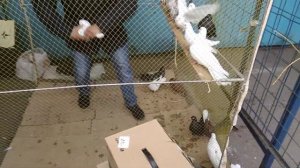 наконец то попал в голубиный рай ( садовод- Москва ) !!! часть 1 - вступительная !?