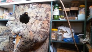 Будни черного дрозда 2