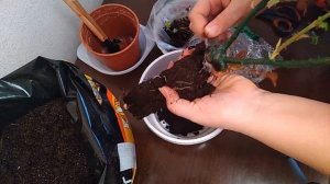 Как сохранить саженцы до высадки в грунт?