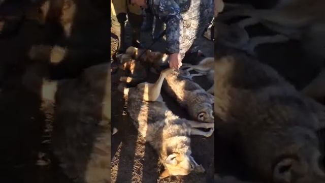Охота на волка Охота в Оренбурге и Оренбургской области