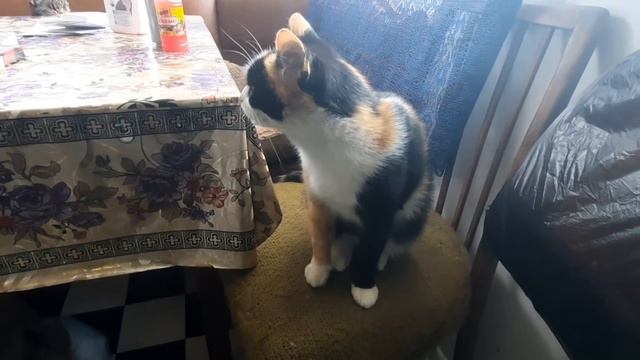 Котят выбросили под ливень... Везём Чернышку в клинику... смотреть онлайн