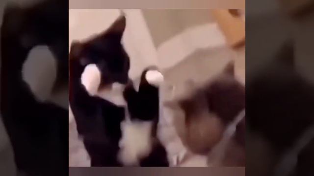 самые смешные животные для меня (1) смотреть онлайн