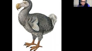 Extinction Series: The Dodo Bird