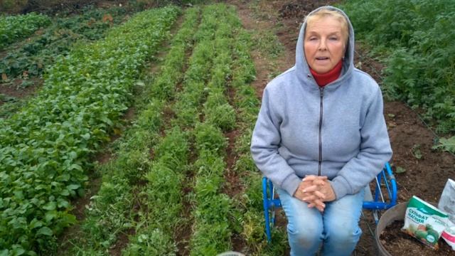 Как вырастить ОЧЕНЬ крупный ЧЕСНОК. Результат 100%!