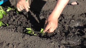 Три способа посадки рассады перца. Болгарский перец с рынка