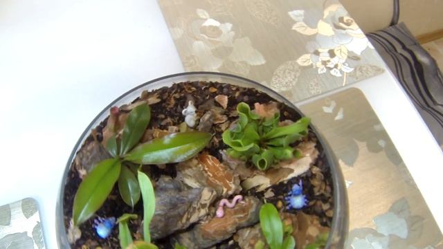 Комнатные цветы. Растения хищники. Мухоловки. Кокосовый субстрат. смотреть онлайн