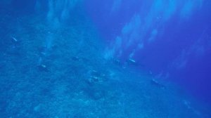 Дайвинг на Рифе Эльфинстоун. Elphinstone. Египет. Дайвинг сафари.