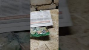 Как избавится от подвальных блох раз  и на всегда.