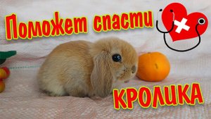 Как лечить кролика если кролик не ест и лежит вялый, непонятные симптомы