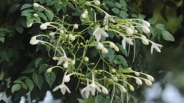 Tree Jasmine Flower names in english | Amazing Flowers смотреть онлайн