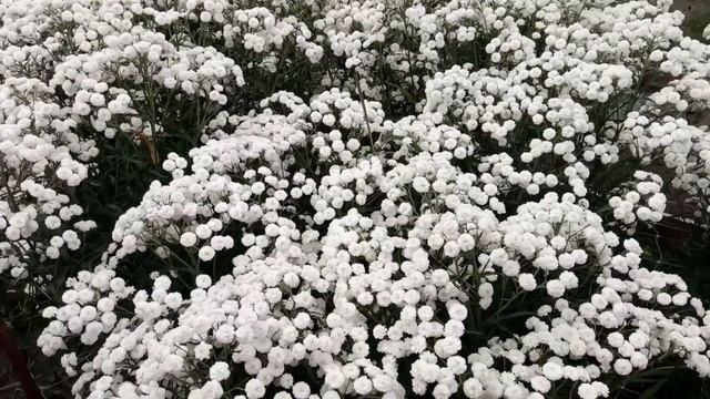 Тысячелистник птармика "Белый жемчуг" (жемчужница) смотреть онлайн