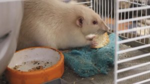 ПОСАДИЛА КРЫС НА СТРОГУЮ ДИЕТУ!