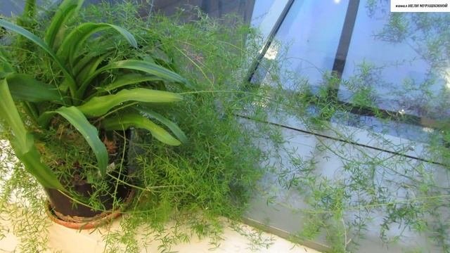 АСПАРАГУС. Всё об уходе и размножении в домашних условиях.